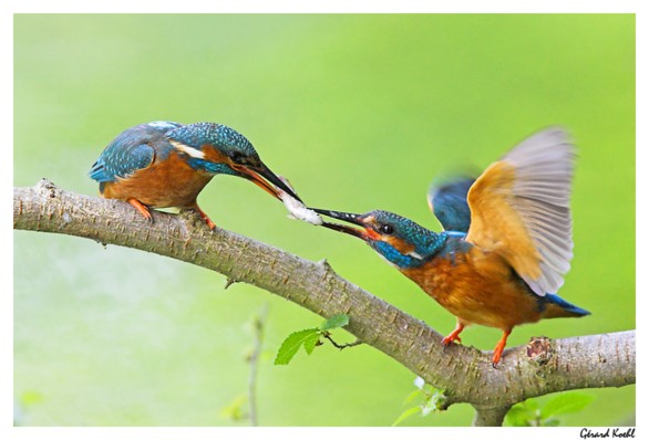  Image name: martin pescatore6.jpg 
 width: 586 pixel 
 height: 398 pixel 
 Size: 49048 bytes 
 Click to enlarge 